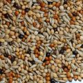 Bird Food Millet Canary Mix - 500g. 