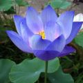Japan Exotic Blue Lotus Flower 5pcs Seeds.