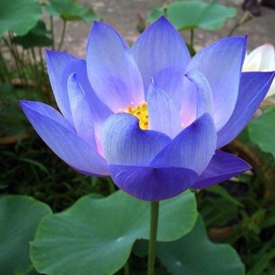 Japan Exotic Blue Lotus Flower 5pcs Seeds
