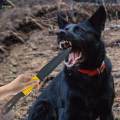 Dog Bite Training Stick for Pitbull Medium Large Strong Dogs Yellow and Black. 