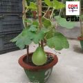 Bindu Lau (15 Seeds) - F-1 Hybrid Bottle Gourd Seeds - বিন্দু লাউ. 