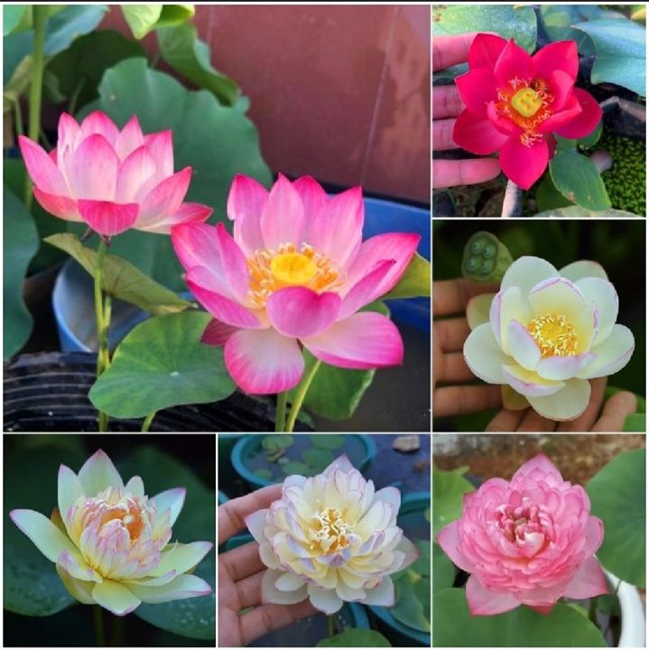 Mixed%20Bonsai%20Lotus%20Seeds%20-%205Pcs%20Seeds%20-%20Image%203
