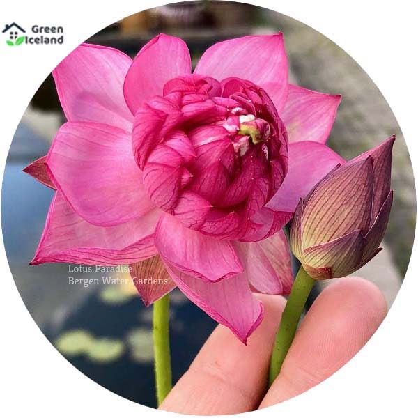 All%20Season%20Rainbow%20Lotus%20Seeds%20(%E0%A6%AA%E0%A6%A6%E0%A7%8D%E0%A6%AE%E0%A6%AB%E0%A7%81%E0%A6%B2%20%E0%A6%AC%E0%A7%80%E0%A6%9C)%20-%205%20Pcs%20Seeds%20-%20Image%202