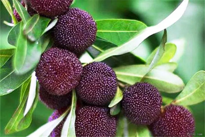 Arbutus%20Fruit%20Myrica%20Rubra%20Bonsai%20Red%20Bayberry%20Perennial%20Flower%20Garden%20Sweet%20Fruit%20Tree%20Plant%20&%20seeds%20Germination%20-%20Image%204
