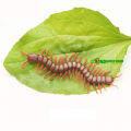 5 pcs x Simulation Plastic Centipede Toy Realistic Insect Prank Funny Toys.