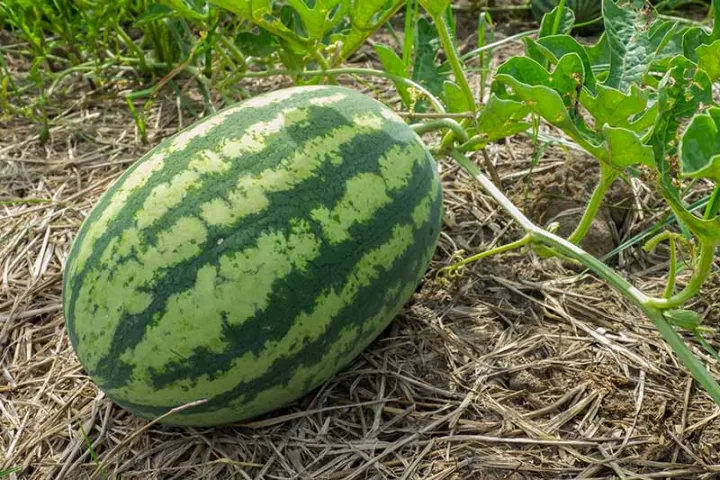 Watermelon%20Seed%20-%2005/10/15%20pcs%20F1%20Hybrid%20All%20Season%20Seed%20-%20%E0%A6%AC%E0%A6%BE%E0%A6%B0%E0%A6%AE%E0%A6%BE%E0%A6%B8%E0%A6%BF%20%E0%A6%A4%E0%A6%B0%E0%A6%AE%E0%A7%81%E0%A6%9C%E0%A7%87%E0%A6%B0%20%E0%A6%AC%E0%A7%80%E0%A6%9C%20%E0%A6%B8%E0%A6%AC%E0%A7%81%E0%A6%9C%20%E0%A6%B0%E0%A6%99%20-%20Image%203
