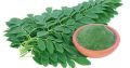 Sojne Pata Gura / Moringa Leaf Powder-100gm. 