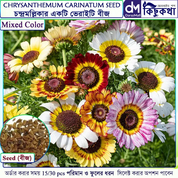 Chrysanthemum Carinatum Seed - 20/40pcs - Mixed Color Hybrid ...