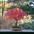Mini Red Maple Tree Bonsai garden DIY Bonsai Maple Tree-15 Pcs SEEDS. 