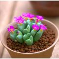 Colorful Lithops Seeds for Plants, Pseudotruncatella ( D-42 ) - 10 pcs. 