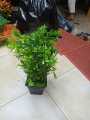 Atificial plant   rifat - Home Decoration Item - Home Decoration Item - artificial flower. 
