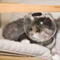 Cat space hood muzzle anti-bite collar anti licking cat protection hood breathable shame hood elizabeth ring.