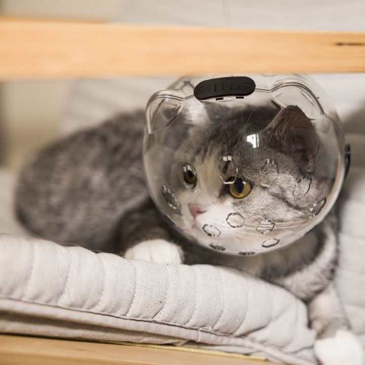 Cat%20space%20hood%20muzzle%20anti-bite%20collar%20anti%20licking%20cat%20protection%20hood%20breathable%20shame%20hood%20elizabeth%20ring%20-%20Image%203