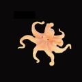 【Homesickneisi】New Realistic Sea Animals Solid Simulation Octopus Figurines ABS Actions Figures Models Collection EducationAl Toys For Children.