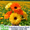 Calendula Flower - 15/30 pcs Seed - ক্যালেন্ডুলা ফুলের বীজ মিক্সড কালার হাইব্রিড বীজ - Mixed Color. 