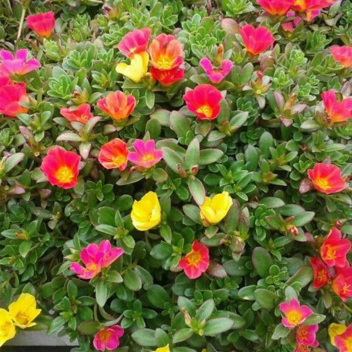 Indispensable - Refined Taste - Portulika (Hybrid) Flowers Seeds 45 Pices - Tools, DIY & Outdoor - Fun To Have - Modern and Trendy