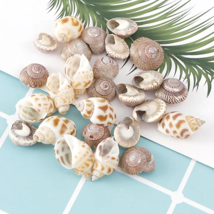 About%20100Pcs/Box%20Natural%20Conch%20Shells%20Aquarium%20Landscape%20Seashells%20Crafts%20Decor%20Cherry%20Super%20Store%20-%20Image%209