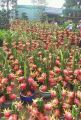 Red velvet dragon Fruit tree 1pic.