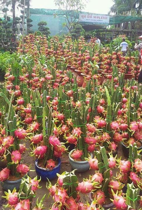 Red%20velvet%20dragon%20Fruit%20tree%201pic%20-%20Image%206