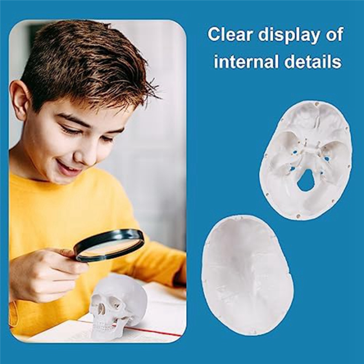 Mini%20Human%20Skull%20Model,%203%20Parts%20Anatomical%20Skull%20Model%20with%20Removable%20Skull%20Cap%20and%20Articulated%20Mandible%20Durable%20White%20-%20Image%203