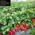 Bonsai Strawberry tree fruit (seeds) Delicious and edible - 50 Seeds. 