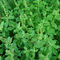 Tulsi beej/Basil Seeds (তুলসী বীজ) - 20 Pcs.