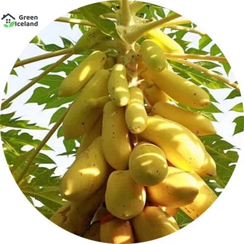 10%20Pcs%20Hybrid%20F1%20Yellow%20Gold%20Papaya%20Seeds(%E0%A6%B9%E0%A6%B2%E0%A7%81%E0%A6%A6%20%E0%A6%AA%E0%A7%87%E0%A6%81%E0%A6%AA%E0%A7%87%20%E0%A6%AC%E0%A7%80%E0%A6%9C)%20-%2010%20Pcs%20Seeds%20-%20Image%202