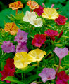 সন্ধ্যামালতি ফুলের বীজ - Seed 10/20 pcs Seed of SondhaMaloti Flower Mixed Color All Season.
