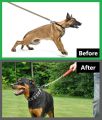 Benepaw Adjustable Prong Dog Training Collar Choke Pinch Collar With Comfort Tips For Medium Large Dogs German Shepherd Pitbull Silver. 