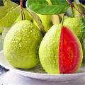 Guava Red Delicious Tropical Fruit 15+ Pcs Seeds. 