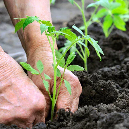 Premium%20High%20Quality%20Organic%20fertilizers%20for%20Plants%202%20KG%20fertilizer%20Bumper%20Folon%20joibo%20sar%20-%20Image%202