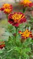 রক্ত গাদা/ Marigold Red Flower 10/20- pcs Seed -  লাল কালার গাদা ফুল বা রক্তগাদা ফুলের বীজ. 