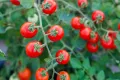 All Season Red Tomato Seeds - 30 Pcs Seeds. 
