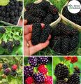 Dwarf 30 Pcs Natural Black Mulberry Seeds - 30 Pcs Seeds. 