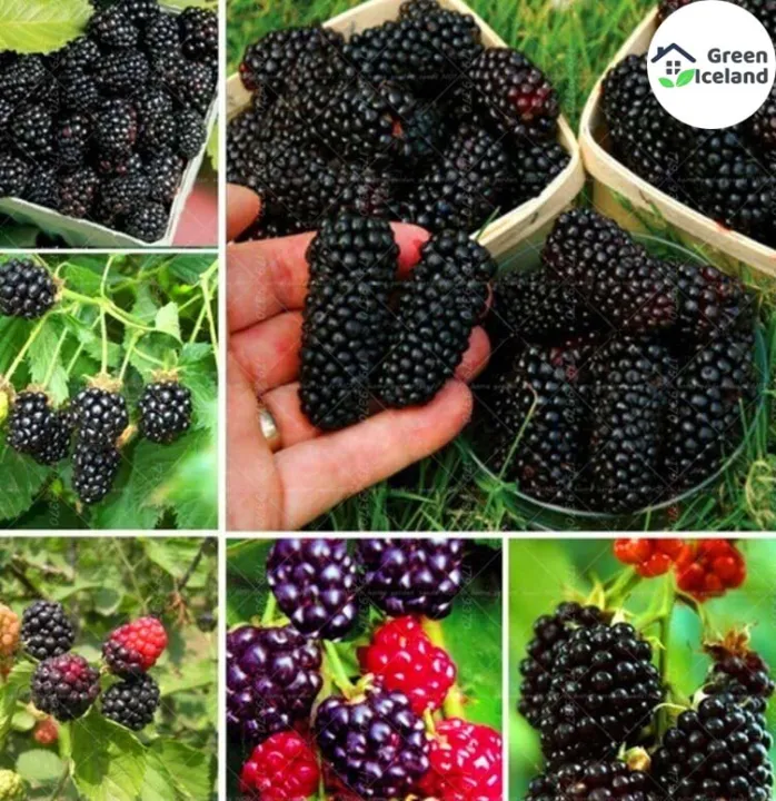 Dwarf%2030%20Pcs%20Natural%20Black%20Mulberry%20Seeds%20-%2030%20Pcs%20Seeds%20-%20Image%202