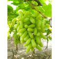 Indian Long Sweet Grape Seeds -20 Pcs Seeds. 