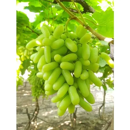 Indian%20Long%20Sweet%20Grape%20Seeds%20-20%20Pcs%20Seeds%20-%20Image%206