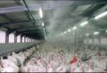 Cooling 4 Head Fogger System for Poultry and Dairy farm. 
