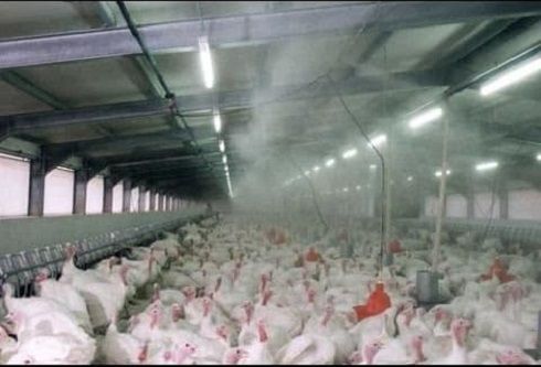 Cooling%204%20Head%20Fogger%20System%20for%20Poultry%20and%20Dairy%20farm%20-%20Image%209
