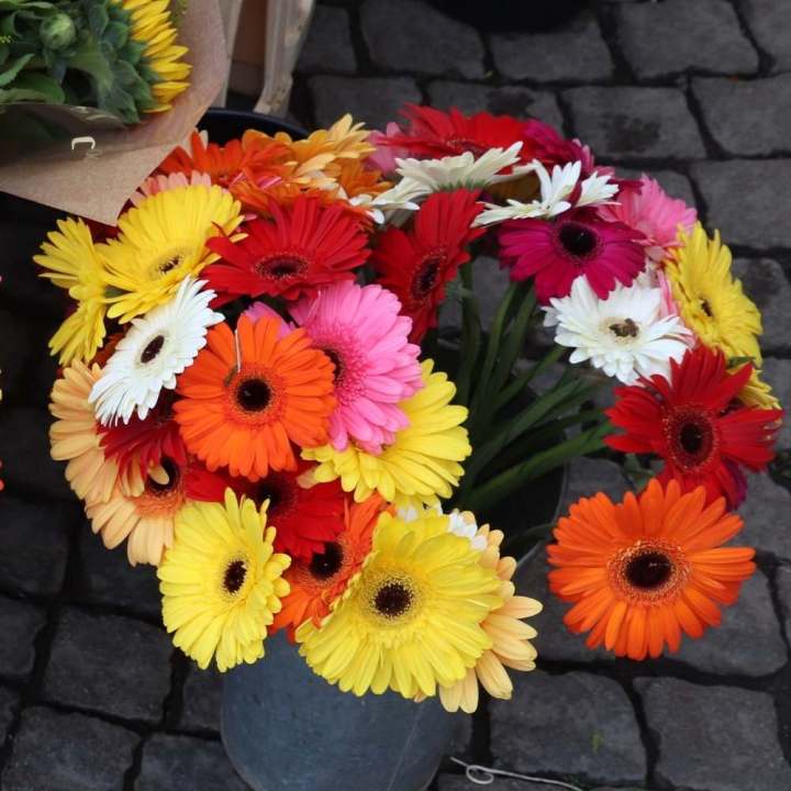 জারবেরা Beautiful Gerbera Daisy Flower Seeds - 10 + Pcs Seeds