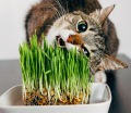 Grass Seeds for Cat & Rabbit 1gm Re-Pack. 