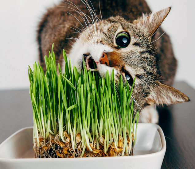 Grass%20Seeds%20for%20Cat%20&%20Rabbit%201gm%20Re-Pack%20-%20Image%203