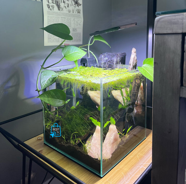 Aquarium%20Live%20Plant%20Aquarium%20Floating%20Plants%20Duckweed%20Aquarium%20plant%20for%20Fish%20tank,%20Guppy%20Tank%20Or%20Pound%20(30%20Pieces)%20-%20Image%203