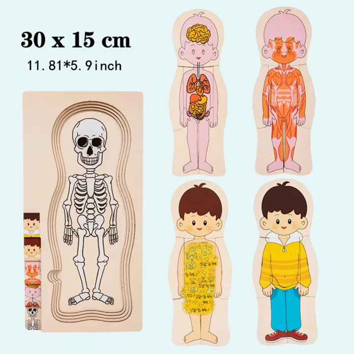 Wooden%20Human%20Body%20Puzzle%20Montessori%20Boys%20Girls%20Multi-Layer%20Body%20Structure%20Puzzle%20Cognitive%20Teaching%20Aids%20Learning%20Toys%20For%20Child%20-%20Image%206