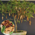 Bonsai Sweet Tamarind Tree Seeds -10 Pcs (মিষ্টি তেতুল বীজ) Global Seeds. 
