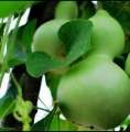 Beautiful Decorative Healthy Bottle Gourd Vegetable Seeds- 10 Pieces.