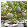 Rock Melon Seeds 10 Pcs (সাম্মাম ফল ) - Rock/musk Melon Biz - রক মেলন বীজ.