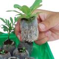 Environmental Peat Pellets Seedling Jiffy Transplanting NURSERY Seeds- 5Pcs Seeds.