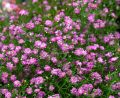 Gypsy Pink Flower Seed - 20/40 pcs Seed - পিংক বা গোলাপি কালার এর জিপসি ফুলের বীজ. 