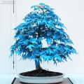 Natural Chinese Rare Blue Maple Bonsai Tree Seeds - 20 Pcs Seeds.